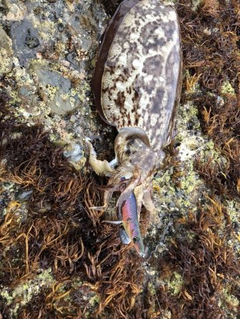 平成ラストエギング