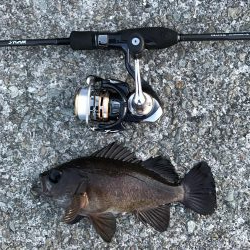 なんとかメバル