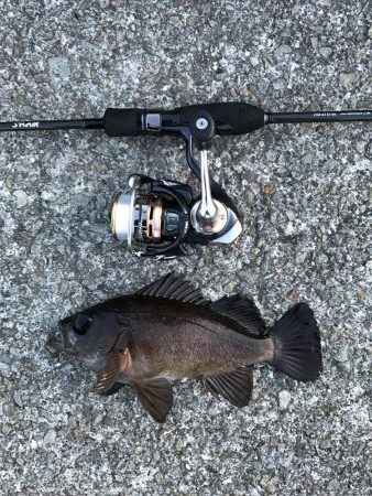 なんとかメバル