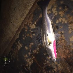 バチパターン難し!!