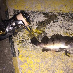 今日のメバルはラグゼのワーム