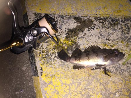 今日のメバルはラグゼのワーム