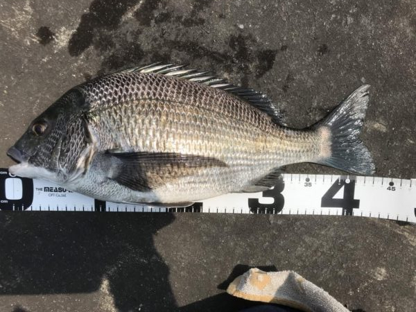 イチノ兄弟、釣果！