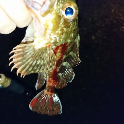 平成最後の釣行