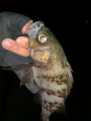 マッチョなメバル