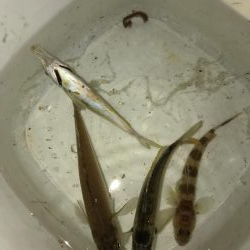 アジング釣れない