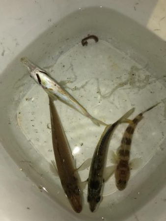 アジング釣れない