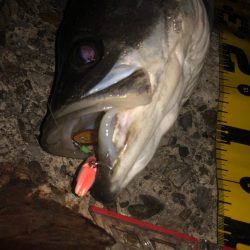 ナイトゲーム 79cm