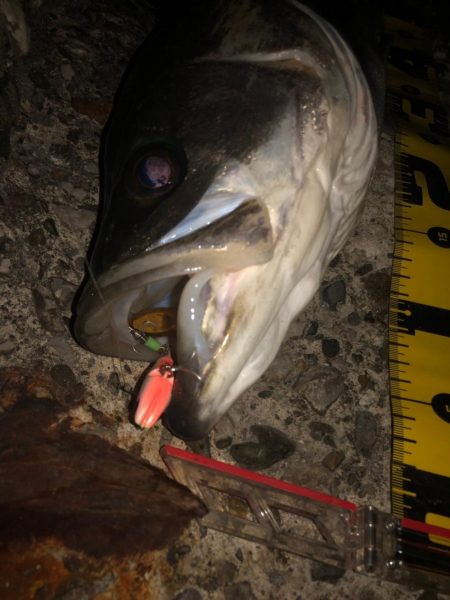 ナイトゲーム 79cm