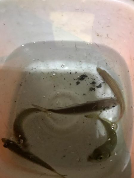 アジング、エギング