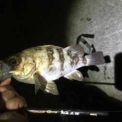 ジグヘッド青虫