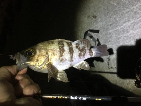 ジグヘッド青虫