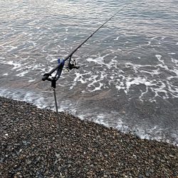 アオリイカ1杯（1.5キロ）確保です!!