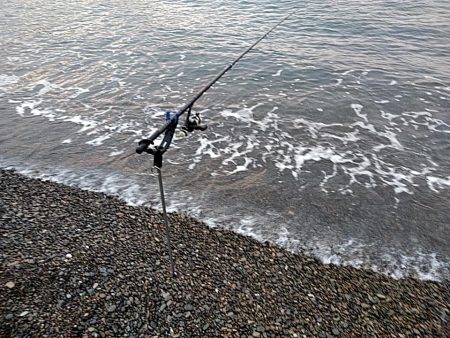 アオリイカ1杯（1.5キロ）確保です!!