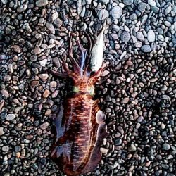 イイ潮みたいです!!