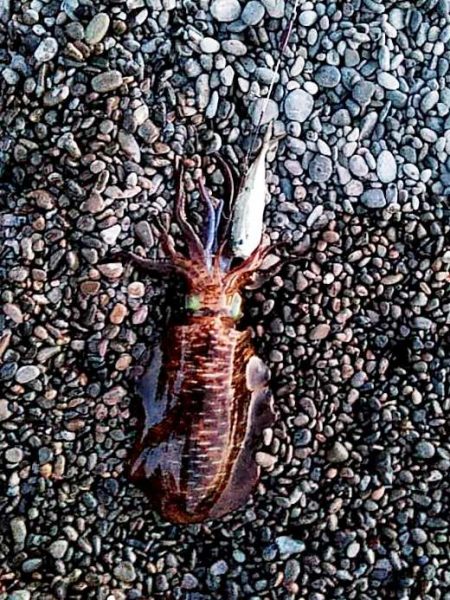 イイ潮みたいです!!