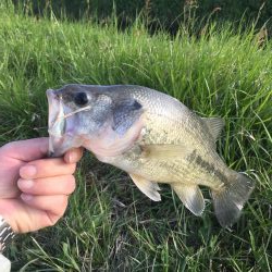 鯰イングのはずが