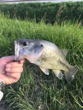 鯰イングのはずが