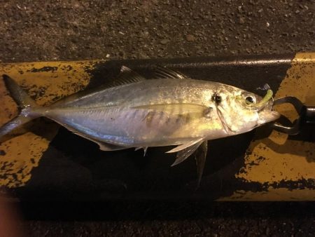 和歌山で尺アジ