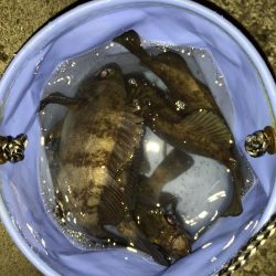 爆風メバリング