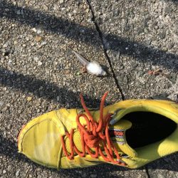 花見カレイ前線  1分咲き