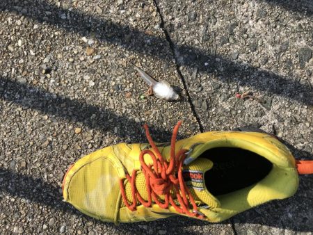 花見カレイ前線  1分咲き