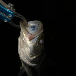 アジングのはずが…