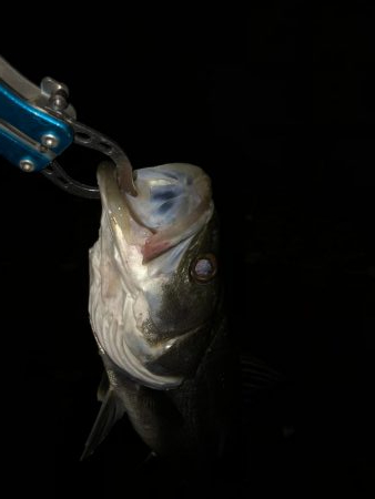 アジングのはずが…