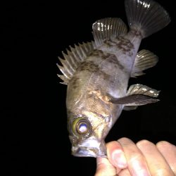 快釣メバリング