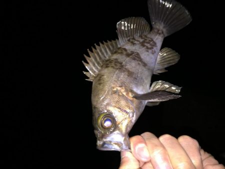 快釣メバリング