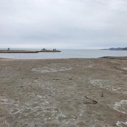 アオリイカ ガシラ