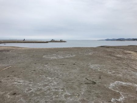 アオリイカ ガシラ