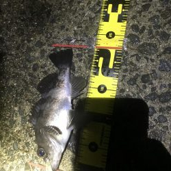 メバルプラッキング