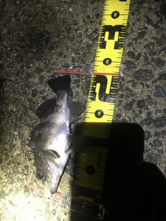 メバルプラッキング