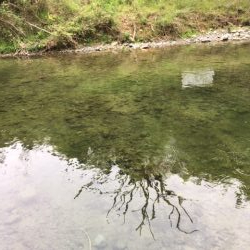 芥川マス釣り場