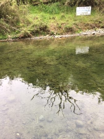 芥川マス釣り場