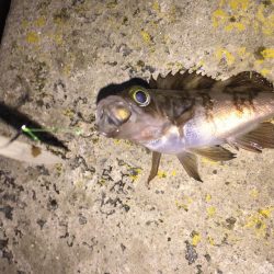 今日は、ワームでした！