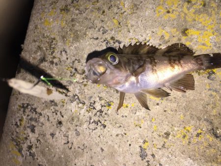 今日は、ワームでした！