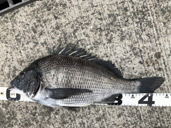 イチノ兄弟、釣果!