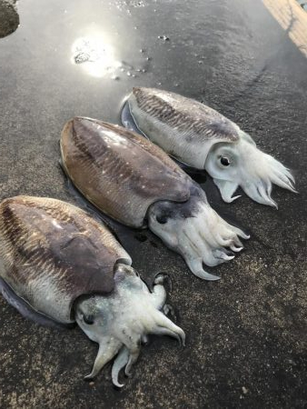 コウイカ釣れた