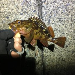 バグアンツ&ゼロダンの釣り楽しい！