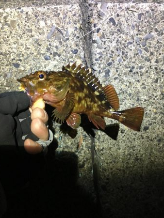 バグアンツ&ゼロダンの釣り楽しい！