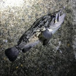 アジング 遠征再び