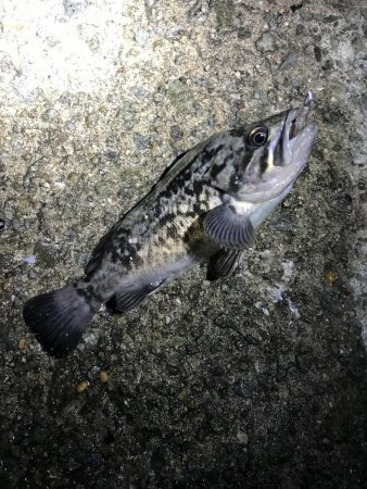 アジング 遠征再び