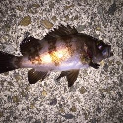 満月メバリング