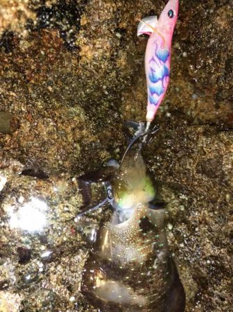 島根半島エギング