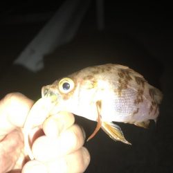 12時過ぎから上潮狙いも釣果あがらず…