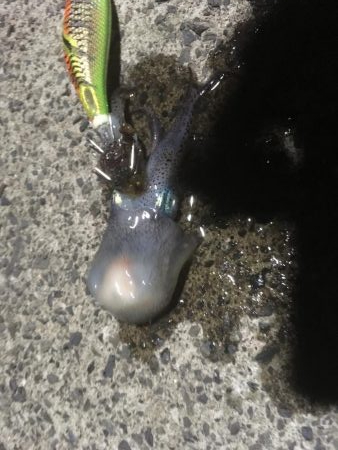 ラストヤリイカ