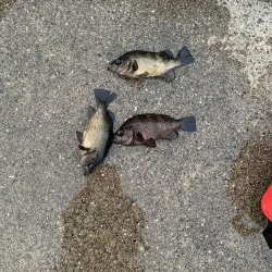 タルイチオールナイトメバリング