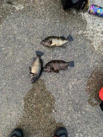 タルイチオールナイトメバリング